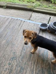 Found/Stray Male Dog last seen Near downtown area, Kingsport, TN 37660