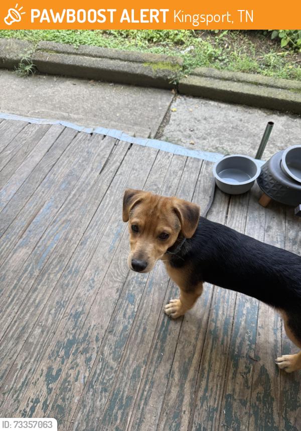Found/Stray Male Dog last seen Near downtown area, Kingsport, TN 37660