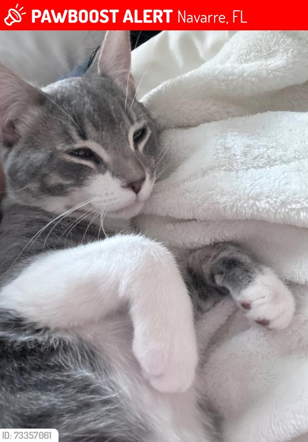 Lost Male Cat last seen Hidden Creek ests, Navarre, FL 32566