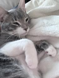 Lost Male Cat last seen Hidden Creek ests, Navarre, FL 32566