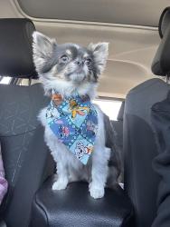 Lost Female Dog last seen Reisterstown Road and Springhill, Baltimore, MD 21215