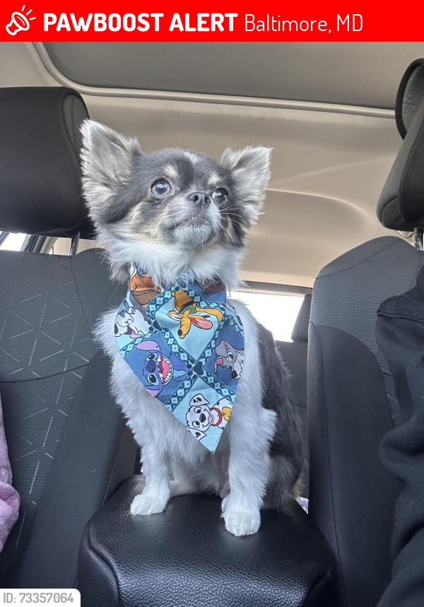Lost Female Dog last seen Reisterstown Road and Springhill, Baltimore, MD 21215