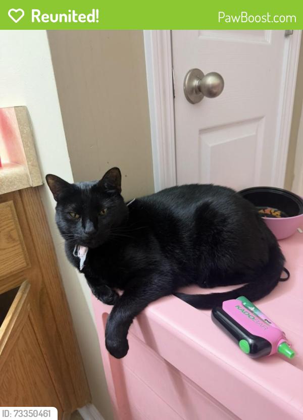 Reunited Female Cat last seen our hse, Spalding County, GA 30224