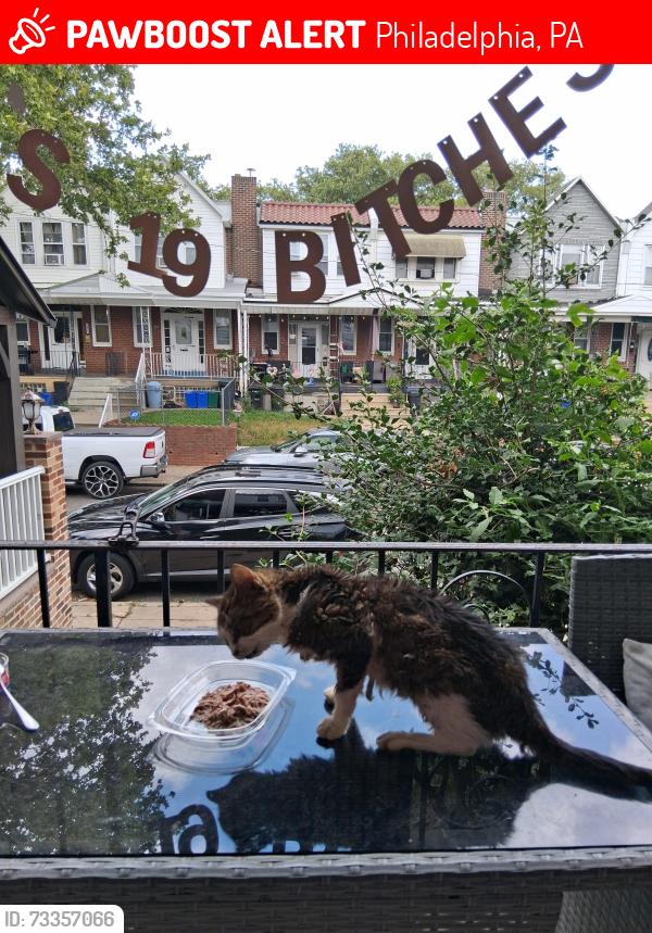 Lost Female Cat last seen Frankford and Teesdale, Philadelphia, PA 19136