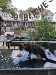 Lost Female Cat last seen Frankford and Teesdale, Philadelphia, PA 19136