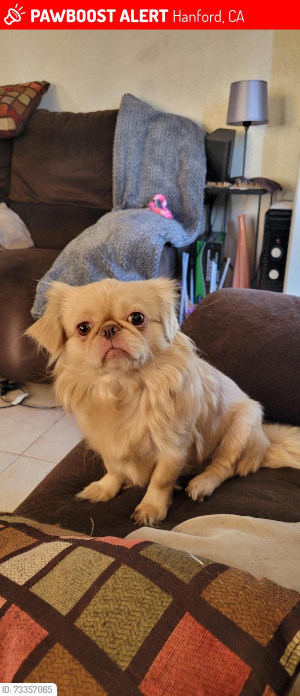 Lost Male Dog last seen Hanford-Armona, Hanford, CA 93230