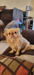 Lost Male Dog last seen Hanford-Armona, Hanford, CA 93230