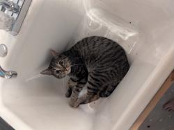 Reunited Male Cat last seen North and Hubbard, Milwaukee, WI 53212