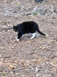 Found/Stray Unknown Cat last seen Ridgeloch s, near Shelley Lake/Millbrook Rd/Olde Town Rd, Raleigh, NC 27612