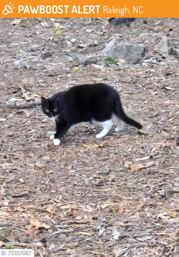 Found/Stray Unknown Cat last seen Ridgeloch s, near Shelley Lake/Millbrook Rd/Olde Town Rd, Raleigh, NC 27612