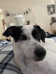 Lost Female Dog last seen Morgan’s mill, Woodland, CA 95695