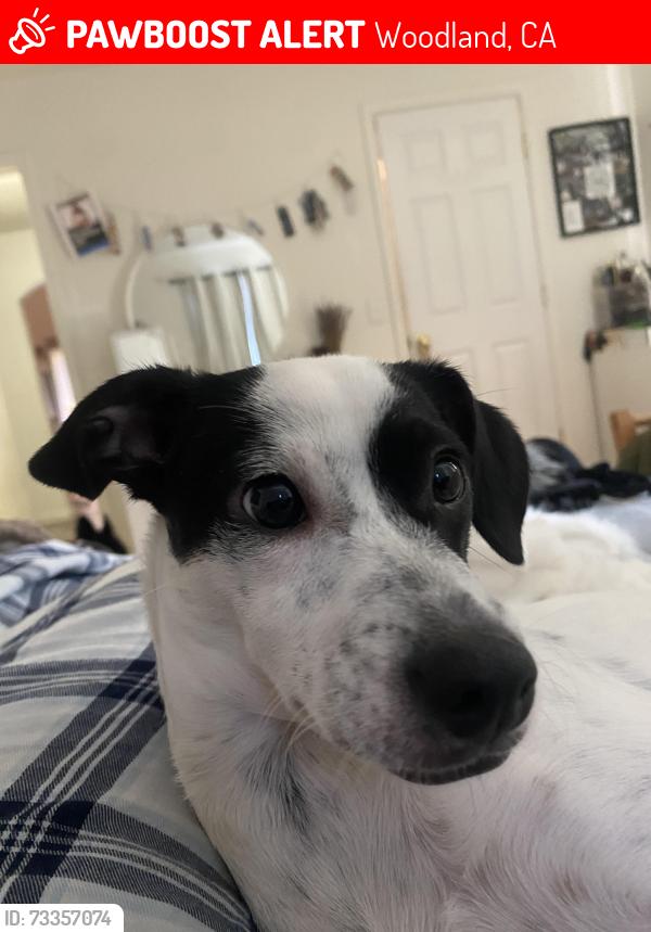 Lost Female Dog last seen Morgan’s mill, Woodland, CA 95695