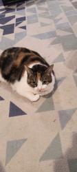 Lost Female Cat last seen Revere Cir & Bunker Hill, Chattanooga, TN 37421