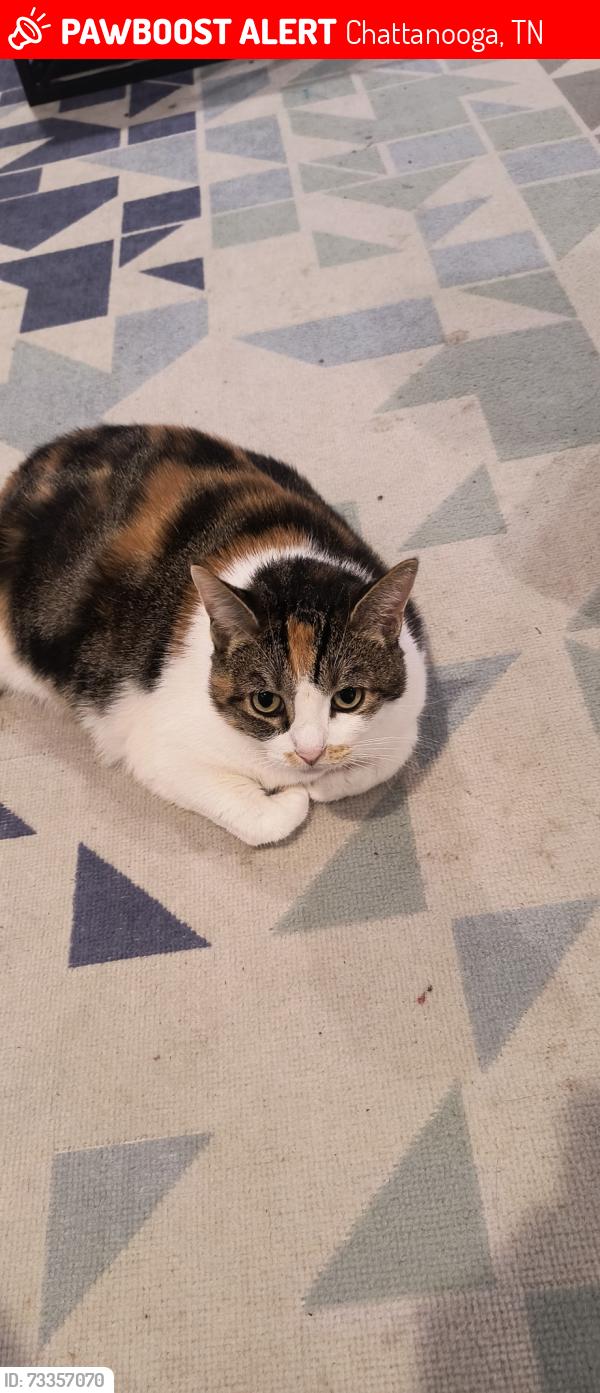 Lost Female Cat last seen Revere Cir & Bunker Hill, Chattanooga, TN 37421