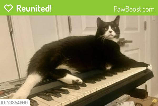 Reunited Male Cat last seen Backyard of 587 Greene ave, Brooklyn, NY 11216