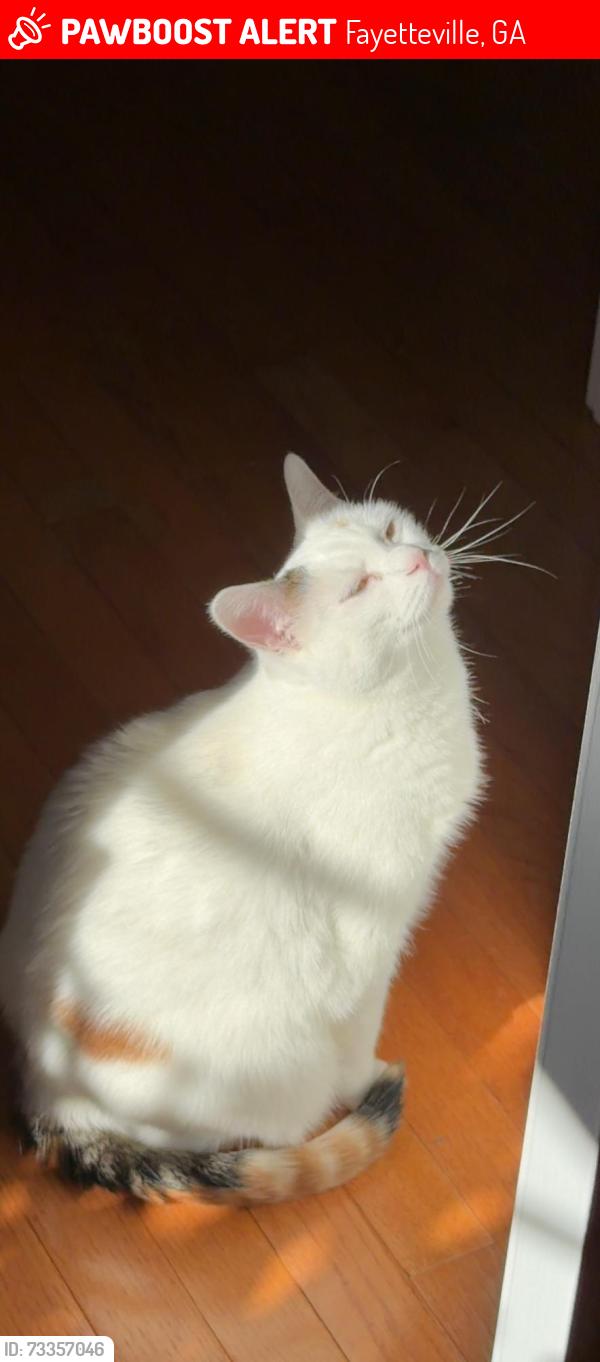 Lost Female Cat last seen Near Highway 92 N, Fayetteville, GA 30214, Fayetteville, GA 30214