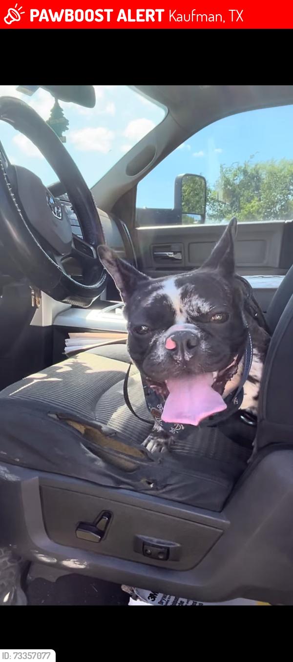 Lost Female Dog last seen Hey 34, Kaufman, TX 75142