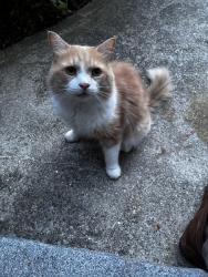 Found/Stray Male Cat last seen Pleasant, Worcester, MA 01602