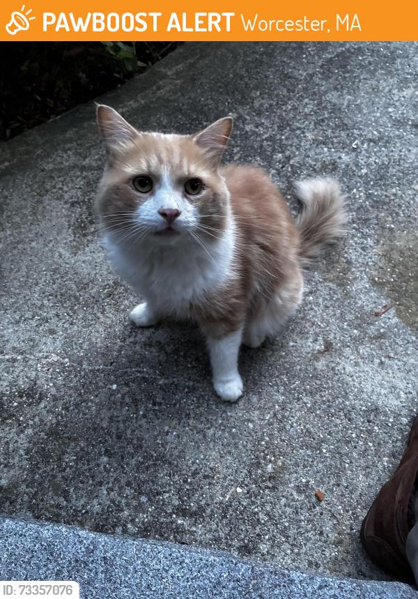 Found/Stray Male Cat last seen Pleasant, Worcester, MA 01602
