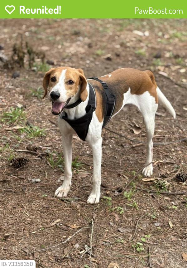 Reunited Male Dog last seen Gary Ave, Chester, VA 23831