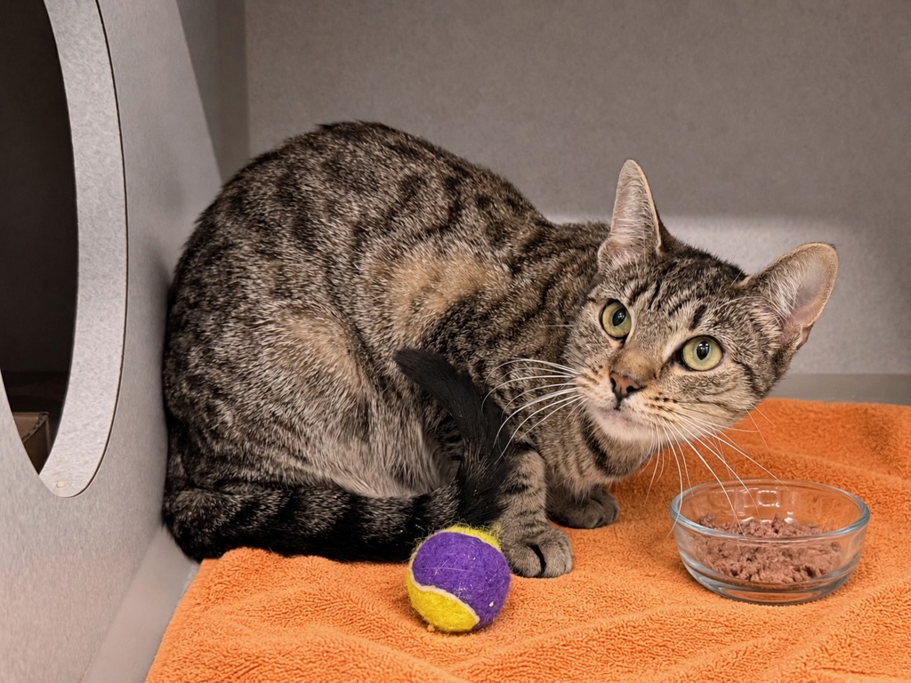 Shelter Stray Female Cat last seen Near E 198 Street, BRONX, NY, 10458, 326 E 110th St, New York, NY 10029, USA