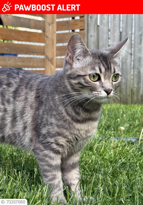 Lost Female Cat last seen Queen street and prospect, Newmarket, ON L3Y 3T4