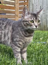 Lost Female Cat last seen Queen street and prospect, Newmarket, ON L3Y 3T4