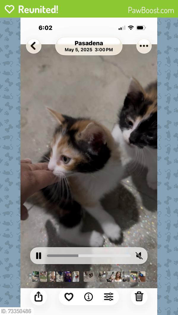 Reunited Female Cat last seen Mountain, Pasadena, CA 91104