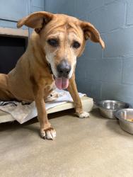Reunited Female Dog last seen Dorothy Ln, Roxbury twp, NJ 07850, USA, Roxbury Township, NJ 07850