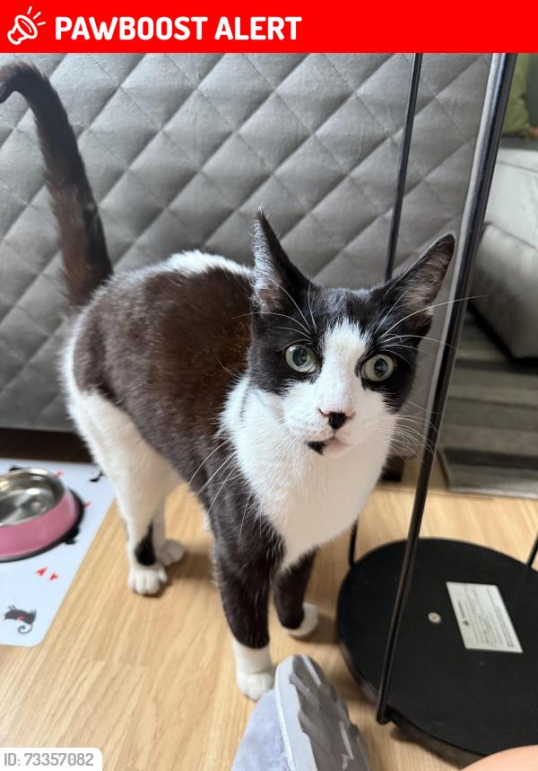 Lost Female Cat last seen Last seen in gardens on Cave Road (E13), Greater London, England E13 9DU
