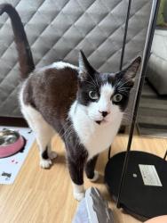 Lost Female Cat last seen Last seen in gardens on Cave Road (E13), Greater London, England E13 9DU
