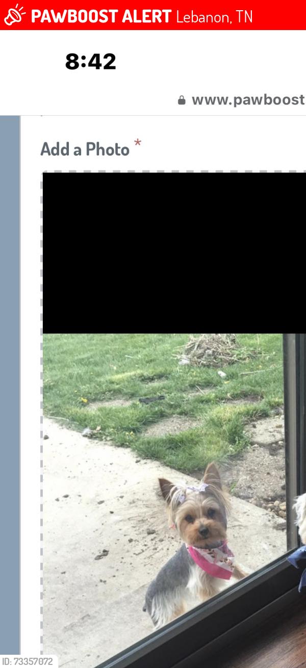 Lost Female Dog last seen Victor ave, Lebanon, TN 37087
