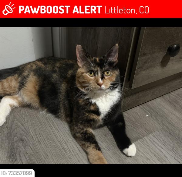 Lost Female Cat last seen Littleton highschool, Littleton, CO 80121