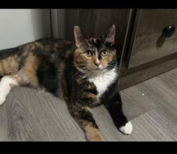 Lost Female Cat last seen Littleton highschool, Littleton, CO 80121