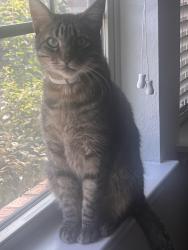 Lost Male Cat last seen Garden Shadow Drive, Houston, TX 77018