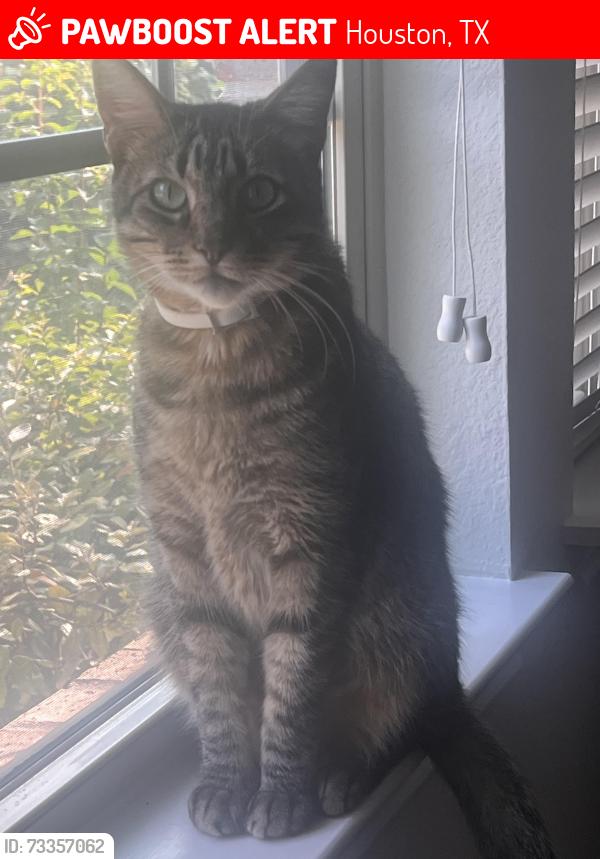 Lost Male Cat last seen Garden Shadow Drive, Houston, TX 77018