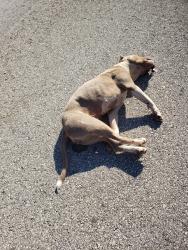Found/Stray Female Dog last seen Grant Drive, Douglasville, GA 30134