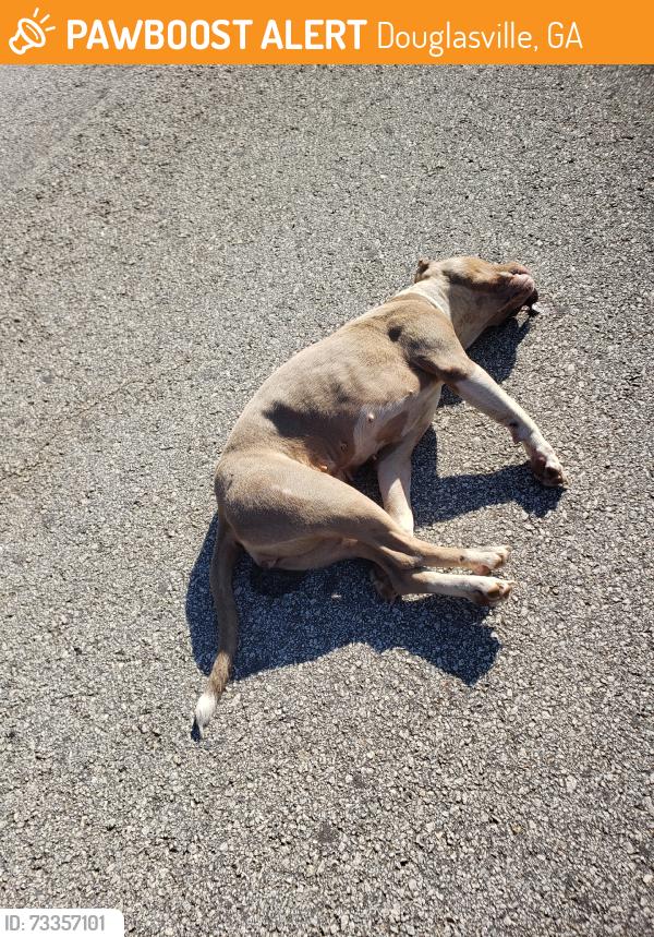 Found/Stray Female Dog last seen Grant Drive, Douglasville, GA 30134
