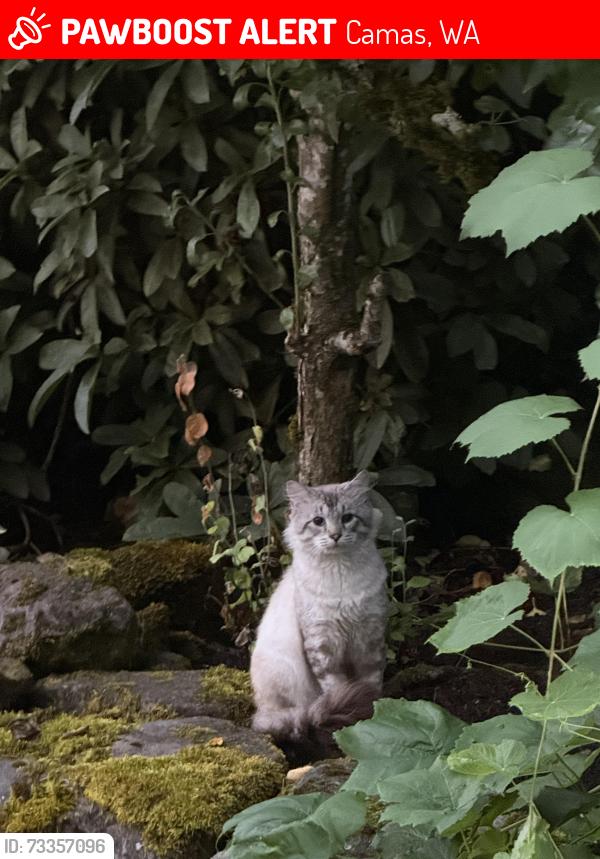 Lost Unknown Cat last seen Larkspur, Camas, WA 98607