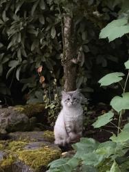Lost Unknown Cat last seen Larkspur, Camas, WA 98607