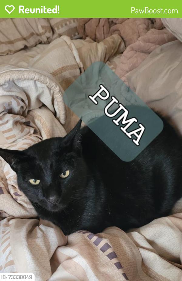Reunited Male Cat last seen Hills Road, Selection Park, Springs, GP 1559