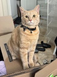Lost Male Cat last seen South street and Rosalind ave, Orlando, FL 32801