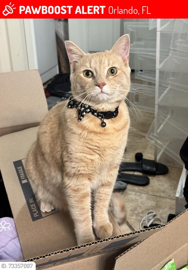 Lost Male Cat last seen South street and Rosalind ave, Orlando, FL 32801