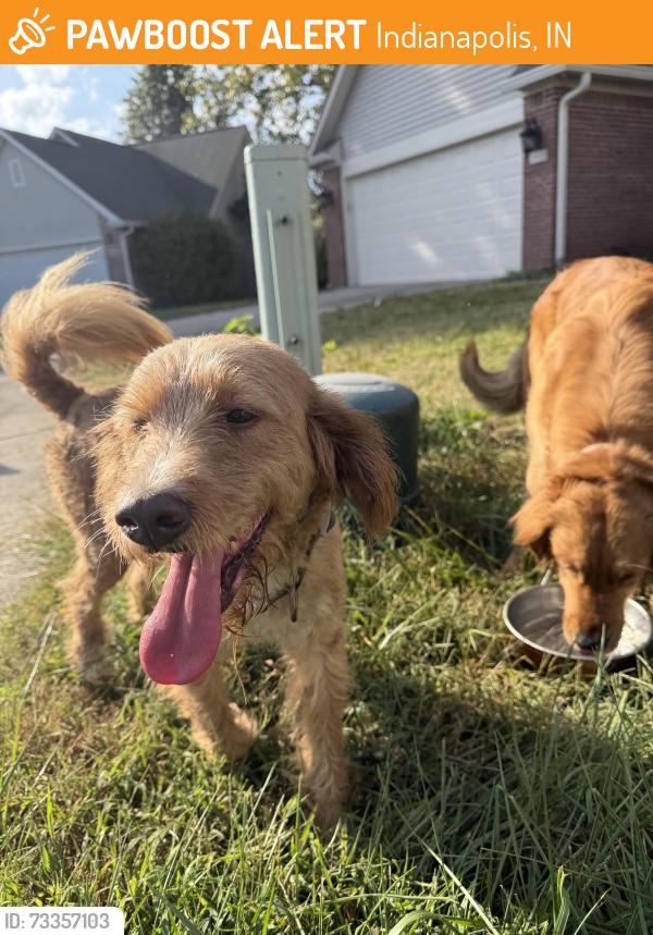 Found/Stray Male Dog last seen 79th & marquis lane, Indianapolis, IN 46260