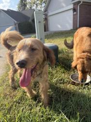Found/Stray Male Dog last seen 79th & marquis lane, Indianapolis, IN 46260