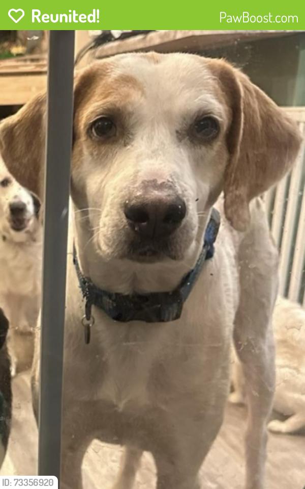 Reunited Male Dog last seen UPS, Havelock, NC 28532