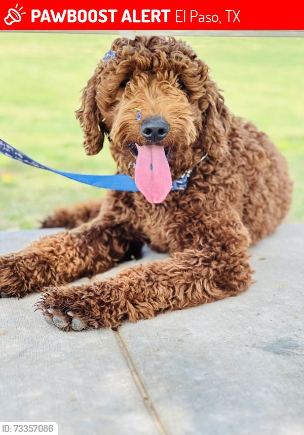 Lost Male Dog last seen Montwood & Saul Kleinfeld by Bonnie’s and Walgreens, El Paso, TX 79936