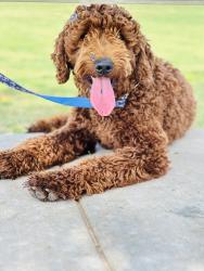 Lost Male Dog last seen Montwood & Saul Kleinfeld by Bonnie’s and Walgreens, El Paso, TX 79936