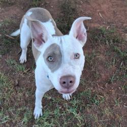 Shelter Stray Female Dog last seen , 328 Furman Hall Rd, Greenville, SC 29609, USA