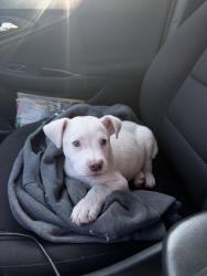Found/Stray Male Dog last seen 57th St., Northwest and Sequoia Northwest, Albuquerque, NM 87120